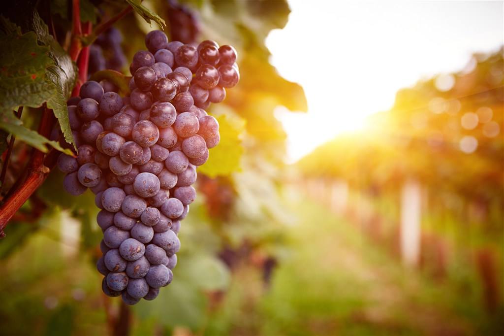 grape seed oil.jpg grape seed oil.jpg