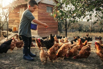 Εφαρμογή της μεθειονίνης σε δίαιτα ζώων και πουλερικών